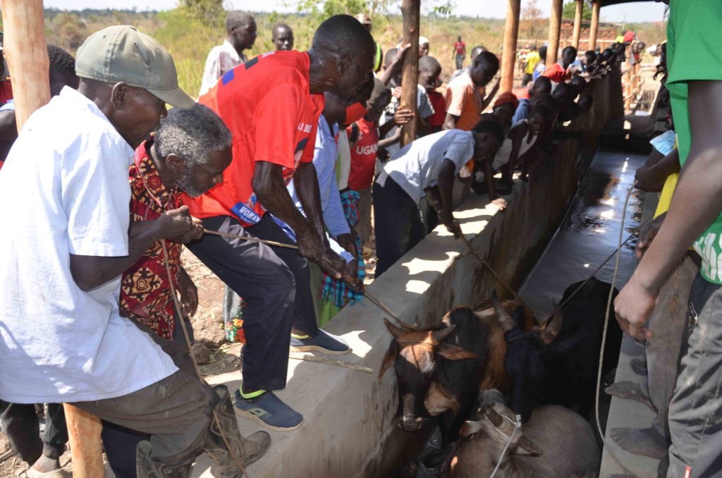 Alebtong cattle farmers excited over restoration of dip tank